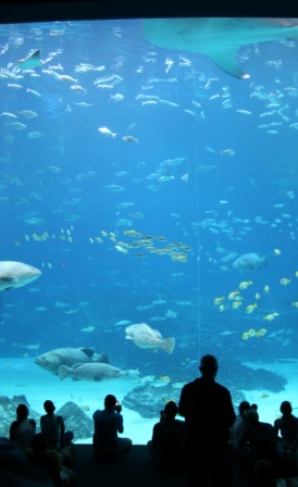 Aquarium de Georgia, en Atlanta (clickear para agrandar imagen)